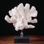 Prachtige witte koraalvertakking - Stylophora - Madrepora, Verzamelen