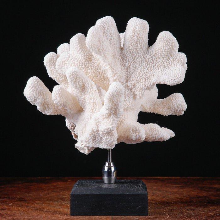 Prachtige witte koraalvertakking - Stylophora - Madrepora, Verzamelen, Mineralen en Fossielen