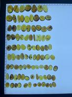 Barnsteen - 100 pieces of insect amber, Burmese amber, sold, Verzamelen