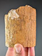 Plesiosaur botfragment - Fossiel fragment - Plesiosauria sp., Verzamelen, Mineralen en Fossielen