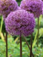 Allium Globemaster (sierui, Sier Allium), Ophalen of Verzenden