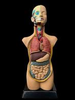 Anatomisch model - Plastic - 20th century - Torso