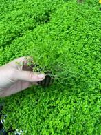 Micranthemum Monte Carlo (Aquariumplanten), Dieren en Toebehoren, Verzenden, Nieuw, Plant(en), Steen of Hout