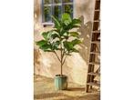Mica Decorations Ficus Lyrata Kunstplant in Pot - H150 x Ø50, Verzenden, Nieuw