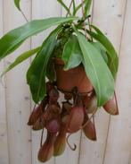 Vleesetende plant Bekerplant Nepenthes, Nieuw, Verzenden
