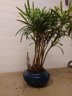 Boeddha-den bonsai (Podocarpus macrophyllus) - Hoogte