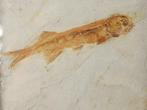 Vis - Gefossiliseerd dier - Lycoptera - 11 cm (Zonder, Verzamelen, Mineralen en Fossielen