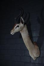 Uncommon Gerenuk from ROWLAND WARD Taxidermie wandmontage -, Nieuw