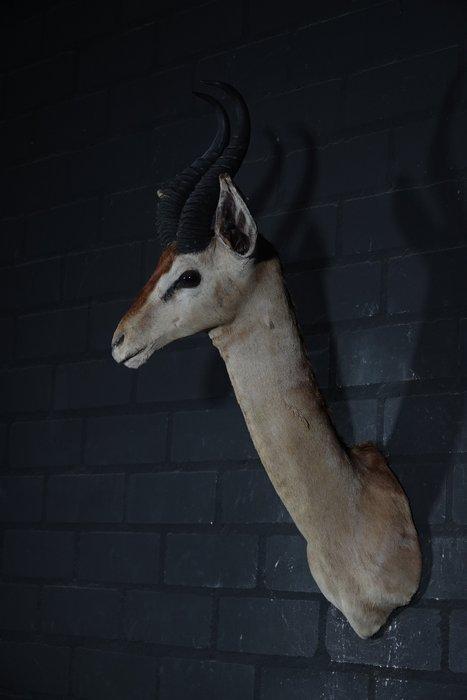 Uncommon Gerenuk from ROWLAND WARD Taxidermie wandmontage -, Verzamelen, Dierenverzamelingen