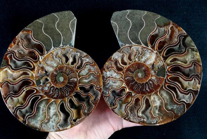 Ammoniet - Gefossiliseerd dier - Aioloceras (Cleoniceras), Verzamelen, Mineralen en Fossielen