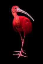Marco Simoni -  Eudocimus ruber  XL, Antiek en Kunst