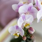 Kolibri Orchids | roze orchidee Portugal + Malaga sierpot ro, Verzenden, Nieuw