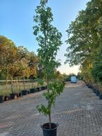 Liquidambar Styraciflua SlenderSilhouette Zuilamberboom, Tuin en Terras, Planten | Bomen, Ophalen