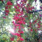 Sierappel boom in diverse maten