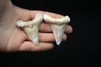 Tiburón Sokolovi heel scherp voorvader Megalodon van grote