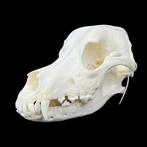 Hond Schedel van een zoogdier - Canis familiaris/Bernese, Verzamelen, Dierenverzamelingen, Nieuw