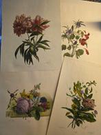 4 botanische prenten van Anton Weiss, uit bloem- en, Antiek en Kunst