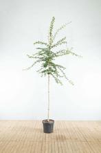 Crataegus monogyna hoogstam 18/20