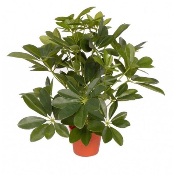 Groene Schefflera/baby struik kunstplant 55 cm voor binnen.., Huis en Inrichting, Kamerplanten, Verzenden