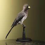 Bananeneter Taxidermie Opgezette Dieren By Max, Verzamelen, Dierenverzamelingen, Ophalen of Verzenden, Nieuw, Vogel, Opgezet dier