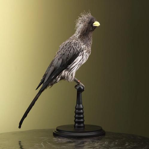 Bananeneter Taxidermie Opgezette Dieren By Max, Verzamelen, Dierenverzamelingen, Opgezet dier, Nieuw, Vogel, Ophalen of Verzenden