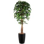 Ficus kunstplant, H210cm, Huis en Inrichting, Kamerplanten, Ophalen of Verzenden