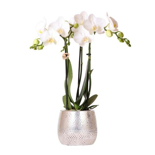 Kolibri Orchids | witte Phalaenopsis orchidee - Amabilis + E, Huis en Inrichting, Woonaccessoires | Wanddecoraties, Nieuw, Verzenden