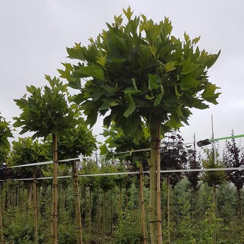 Bolplataan - Platanus acerifolia Alphens Globe - Omtrek: 8-1, Tuin en Terras, Planten | Bomen, Ophalen of Verzenden