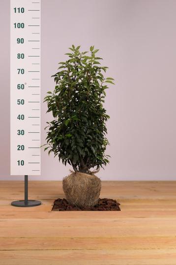 Portugese laurier /prunus lusitanica (Haagplanten)60t/m225cm beschikbaar voor biedingen
