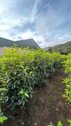 Portugese Laurier en veel soorten haagplanten (Thuisbezorgd), Tuin en Terras, Haag, Laurier