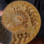 Cleoniceras - Gele calcietgeode met aragonietkristallen -, Verzamelen, Mineralen en Fossielen