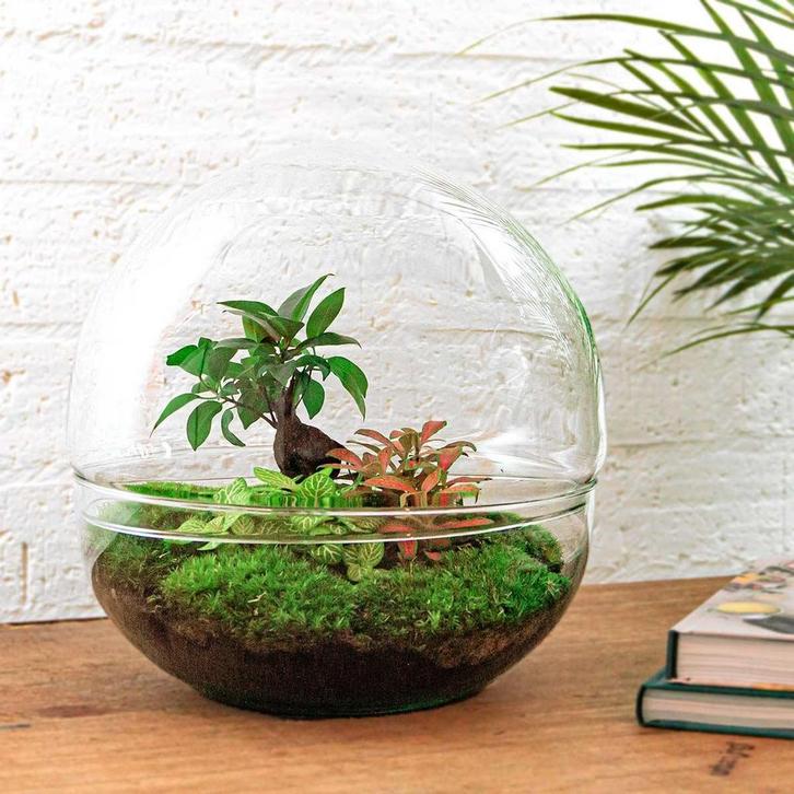 DIY Planten terrarium tweedelig bolglas - Dome XL Bonsai - Ø, Tuin en Terras, Bloembollen en Zaden, Verzenden