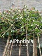 leibomen, Tuin en Terras