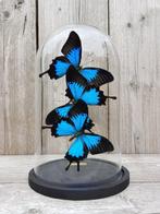 Blauwe keizervlinders onder glazen stolp Taxidermie