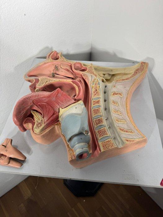 Apparato Digerente - Somso - Buste, Modello anatomico Bocca, Antiek en Kunst, Antiek | Wandborden en Tegels