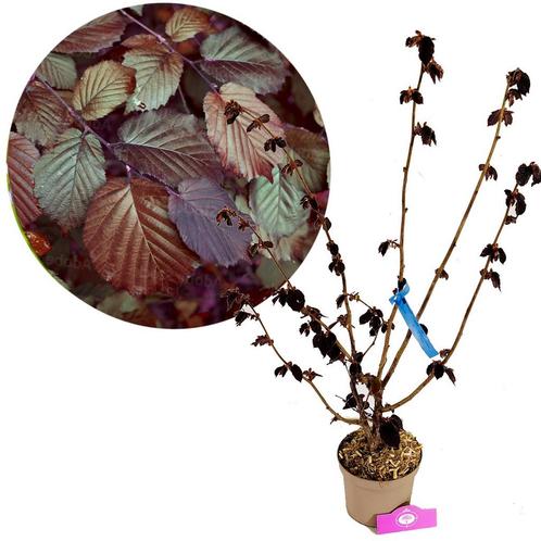Corylus maxima Purpurea + Pot 17cm, Tuin en Terras, Planten | Fruitbomen, Halfschaduw, Verzenden
