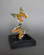 Vlinder Taxidermie volledige montage - Urania ripheus - 23, Nieuw