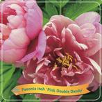 Paeonia Itoh - Pink Double Dandy, Tuin en Terras, Planten | Tuinplanten, Verzenden