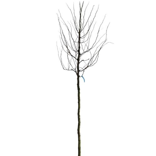 Valse Christusdoorn - Gleditsia triacanthos ‘Sunburst’ - Omt, Tuin en Terras, Planten | Bomen, Ophalen of Verzenden