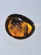 Uitzonderlijke opname van Baltisch amberfossiel -, Antiek en Kunst