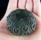 Indrukwekkende zee-egel!!! - Uitzonderlijk formaat bij deze, Verzamelen, Mineralen en Fossielen