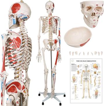 Anatomie skelet model, levensgroot met spier weergave beschikbaar voor biedingen