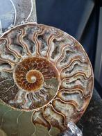 Very large cut Ammonite Aioloceras sp. - Hoogte: 190 mm -