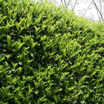 Laurier - Prunus Laurocerasus Novita - 150-175 cm beschikbaar voor biedingen