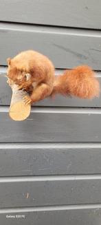 Eekhoorn Taxidermie volledige montage - Scirius vulgaris -, Nieuw