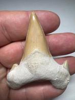Haai - Fossiele tand - Otodus (Zonder Minimumprijs)