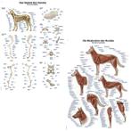 Anatomie posters skelet en spieren hond (papier, 50x70 cm), Nieuw, Verzenden