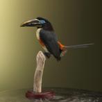 Bruinoorarassari Taxidermie Opgezette Dieren By Max, Ophalen of Verzenden, Nieuw, Vogel, Opgezet dier