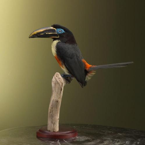 Bruinoorarassari Taxidermie Opgezette Dieren By Max, Verzamelen, Dierenverzamelingen, Opgezet dier, Nieuw, Vogel, Ophalen of Verzenden