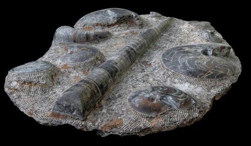 Goniatieten - een decoratieve levensgemeenschap in XXL -, Verzamelen, Mineralen en Fossielen